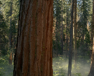 Brightfield Studios affiliate marketing program